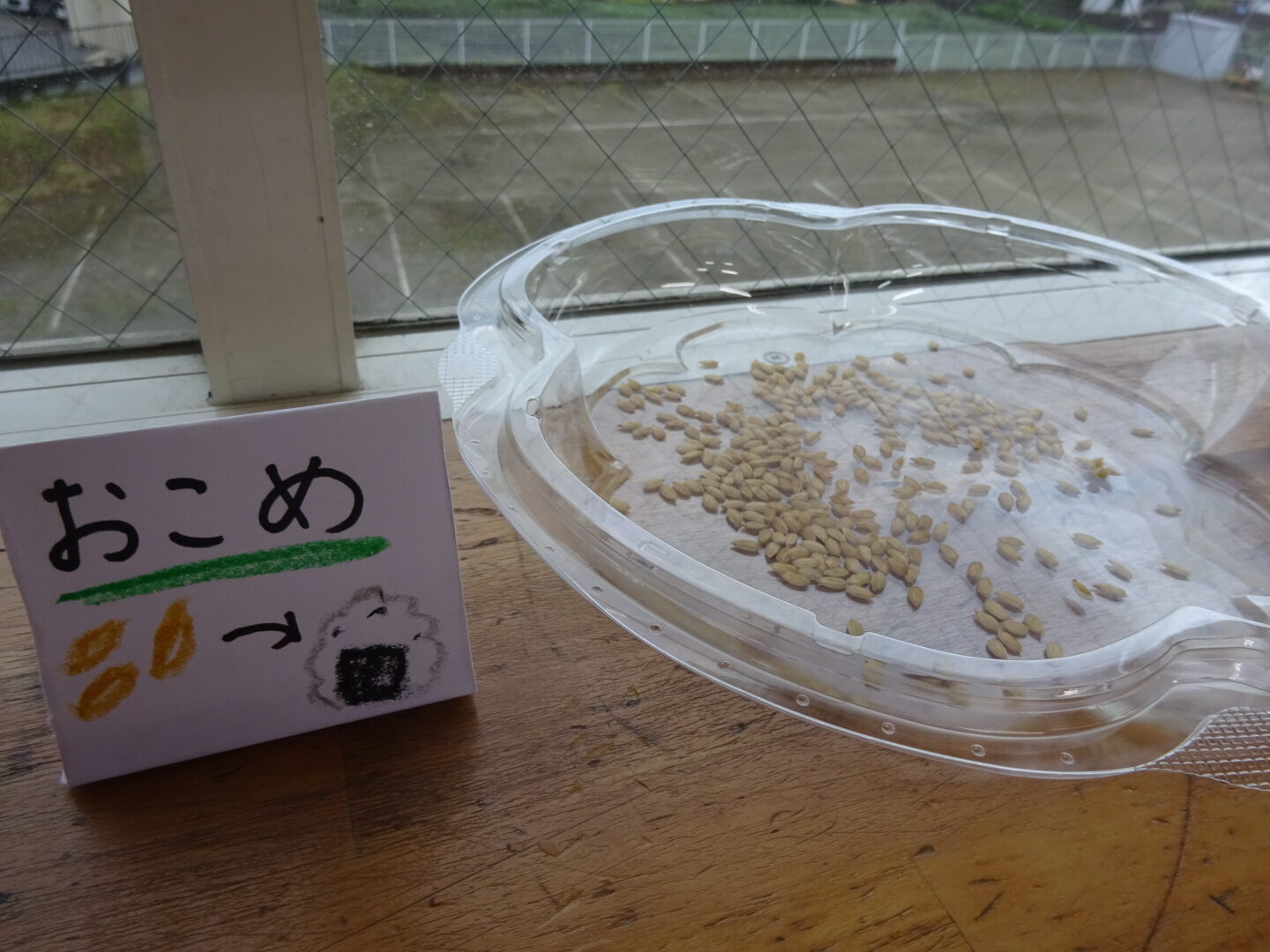 お米作り始めました🌾
